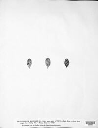 Lophodermium maculare image